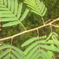 Calliandra houstoniana var. calothyrsus (Meisn.) Barneby